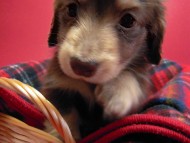 カニンヘン 子犬 チョコ&クリーム 男の子 エルナの赤ちゃん 10/11生まれ カニンヘン 子犬 チョコ&クリーム 男の子 エルナの赤ちゃん 10/11生まれ