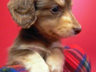 カニヘン　子犬　チョコクリーム　東京都・Ｕ様