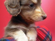 カニンヘン 子犬 チョコ&クリーム 男の子 エルナの赤ちゃん 10/11生まれ カニンヘン 子犬 チョコ&クリーム 男の子 エルナの赤ちゃん 10/11生まれ