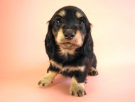 カニヘン　子犬　ブラッククリーム女の子