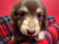 カニンヘン 子犬 チョコ&クリーム 男の子 エルナの赤ちゃん 10/11生まれ カニンヘン 子犬 チョコ&クリーム 男の子 エルナの赤ちゃん 10/11生まれ