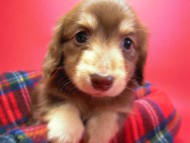 カニヘン　子犬　チョコクリーム　東京都・Ｕ様