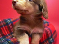 カニヘン 子犬 チョコクリーム 東京都・U様 カニヘン 子犬 チョコクリーム 東京都・U様