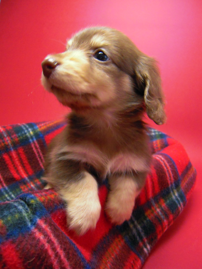 カニヘン 子犬 チョコクリーム 東京都・U様 カニヘン 子犬 チョコクリーム 東京都・U様