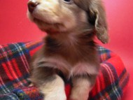 カニンヘン 子犬 チョコ&クリーム 男の子 エルナの赤ちゃん 10/11生まれ カニンヘン 子犬 チョコ&クリーム 男の子 エルナの赤ちゃん 10/11生まれ