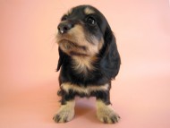 カニヘン　子犬　ブラッククリーム女の子