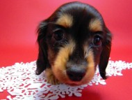 カニヘン　子犬　里親募集中です！