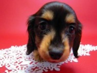 カニヘン　子犬　里親募集中です！