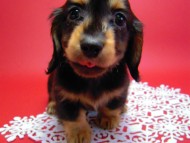 カニヘン　子犬　里親募集中です！