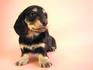 カニヘン 子犬 ブラッククリーム女の子 カニヘン 子犬 ブラッククリーム女の子