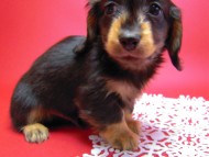 カニヘン　子犬　里親募集中です！