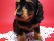 カニヘン　子犬　里親募集中です！