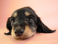 カニヘン　子犬　ブラッククリーム女の子