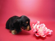 カニンヘン 子犬 ブラック＆タン男の子 エルナの赤ちゃん 10/11生まれ