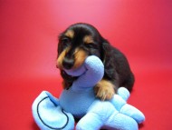 カニヘン　子犬　里親募集中です！