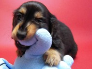 カニンヘン 子犬 ブラック＆タン男の子 エルナの赤ちゃん 10/11生まれ