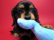 カニヘン　子犬　里親募集中です！