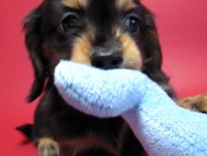 カニンヘン 子犬 ブラック＆タン男の子 エルナの赤ちゃん 10/11生まれ