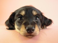 カニヘン 子犬 ブラッククリーム女の子 カニヘン 子犬 ブラッククリーム女の子