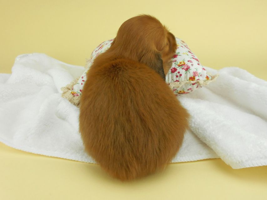 カニンヘンダックスフンド ヒナプリhp & 竹千代の子犬 レッド 男の子 お写真初登場