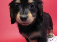 カニンヘン 子犬 ブラック＆クリーム 男の子 エルナの赤ちゃん 10/11生まれ