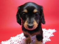 カニヘン　子犬　東京都・Ｏ様