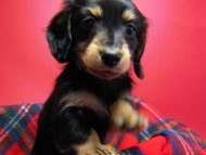 カニンヘン 子犬 東京都・Ｏ様