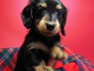 カニンヘン 子犬 東京都・Ｏ様