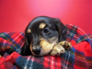 カニンヘン 子犬 東京都・Ｏ様