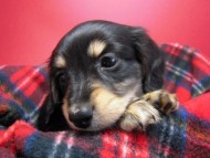 カニンヘン 子犬 ブラック&クリーム 男の子 エルナの赤ちゃん 10/11生まれ カニンヘン 子犬 ブラック&クリーム 男の子 エルナの赤ちゃん 10/11生まれ