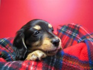 カニンヘン 子犬 東京都・Ｏ様