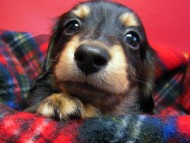 カニンヘン 子犬 東京都・O様 カニンヘン 子犬 東京都・O様