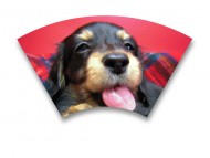 カニンヘン 子犬 東京都・O様 カニンヘン 子犬 東京都・O様