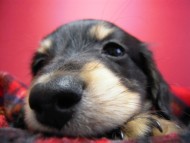 カニンヘン 子犬 ブラック&クリーム 男の子 エルナの赤ちゃん 10/11生まれ カニンヘン 子犬 ブラック&クリーム 男の子 エルナの赤ちゃん 10/11生まれ