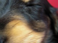 カニンヘン 子犬 東京都・Ｏ様