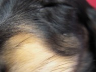 カニンヘン 子犬 ブラック＆クリーム 男の子 エルナの赤ちゃん 10/11生まれ