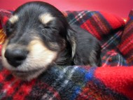 カニンヘン 子犬 ブラック&クリーム 男の子 エルナの赤ちゃん 10/11生まれ カニンヘン 子犬 ブラック&クリーム 男の子 エルナの赤ちゃん 10/11生まれ