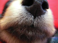 カニンヘン 子犬 東京都・Ｏ様