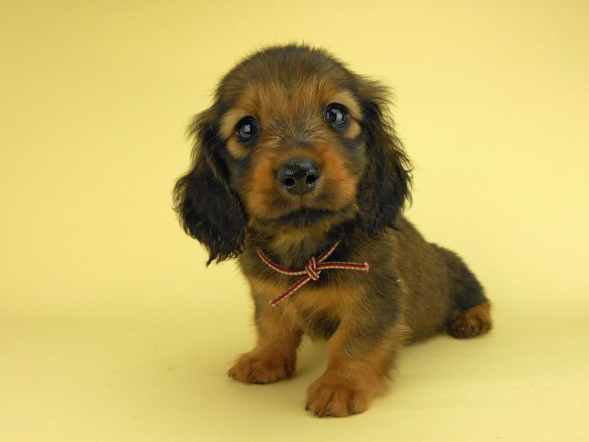 ミニチュアダックスフンド シュガーhp & フレディの子犬 レッド 女の子