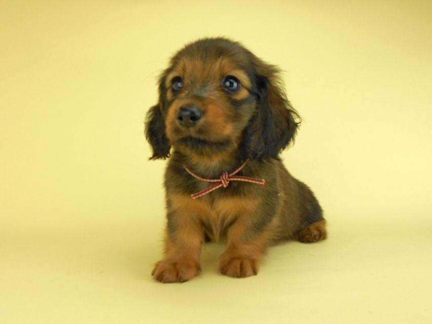 ミニチュアダックスフンド シュガーhp & フレディの子犬 レッド 女の子