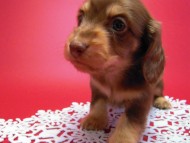 カニヘン　子犬　チョコクリーム　男の子