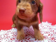 カニヘン　子犬　チョコクリーム　男の子