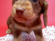 カニンヘン 子犬 チョコ＆クリーム 男の子 ハナビの赤ちゃん 10/21生まれ