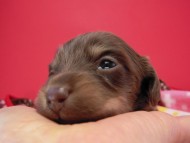 カニヘン　子犬　チョコクリーム女の子