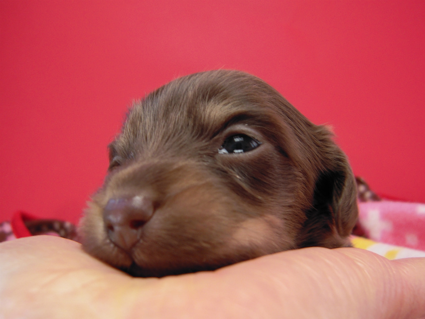 カニヘン 子犬 チョコクリーム女の子 カニヘン 子犬 チョコクリーム女の子