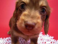 カニヘン　子犬　チョコクリーム　男の子