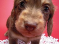 カニンヘン 子犬 チョコ&クリーム 男の子 ハナビの赤ちゃん 10/21生まれ カニンヘン 子犬 チョコ&クリーム 男の子 ハナビの赤ちゃん 10/21生まれ