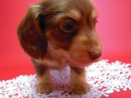 カニヘン　子犬　チョコクリーム　男の子