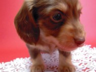 カニンヘン 子犬 チョコ＆クリーム 男の子 ハナビの赤ちゃん 10/21生まれ