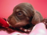 イブの赤ちゃん　チョコクリ女の子①